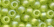 16615 - Frosted Citrus Size 6 Beads