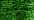 008HL Green Hi Lustre (#8)