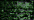009HL Emerald Hi Lustre (#4)