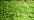 015 Chartreuse (BF)