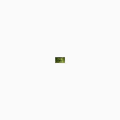015HL Chartreuse Hi Lustre (#8)