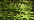015HL Chartreuse Hi Lustre (BF)