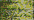 045 Confetti Gold (BF)