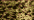 071 Misty Gold (#4)