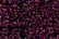 Treasure Petite: pb29 - Burgundy