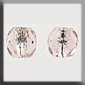 12250 Round Cut lined Bead Rose/Silver