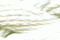 Caron Watercolours 132 - Honeysuckle