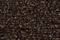 Treasure Petite: pb49 - Brown