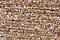 Treasure Petite: pb50 - Seashell