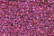 Treasure Petite: pb64 - Rose