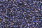 Treasure Petite: pb66 - Amethyst