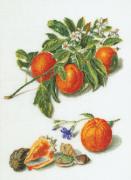 Antique Fruits 1°