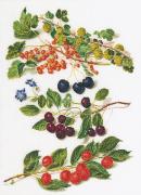 Antique Fruits 3°