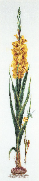 Gladiol - Yellow