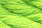 Caron Watercolours 201 - Budding Leaf