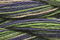 Caron Wildflowers 033 - Desert Sage