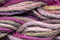 Caron Waterlilies 026 Mardi Gras