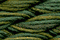 Caron Waterlilies 139 Kelp