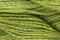 Caron Wildflowers 215 - Cilantro