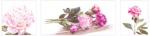 Pivoines