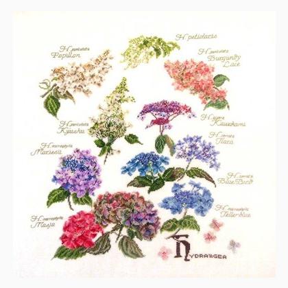 Hydrangea