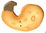 2306L - Large Yellow Squash