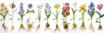 Bulbs (Flowers Study)