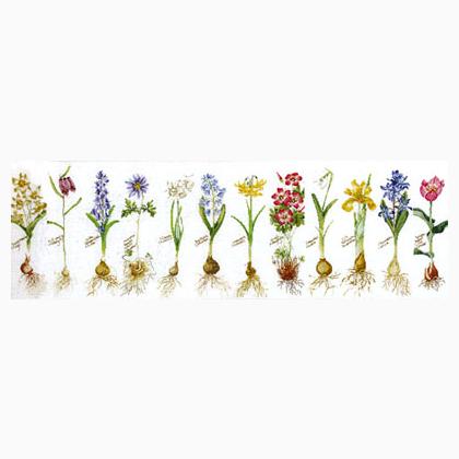 Bulbs (Flowers Study)