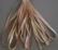 SR13-133 - Pecan