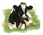 Fresian Cow II