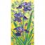 Les iris mauves