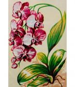 Fleurs: Orchidées