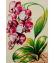 Fleurs: Orchidées