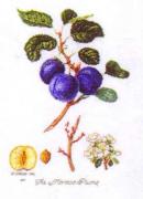 Plum
