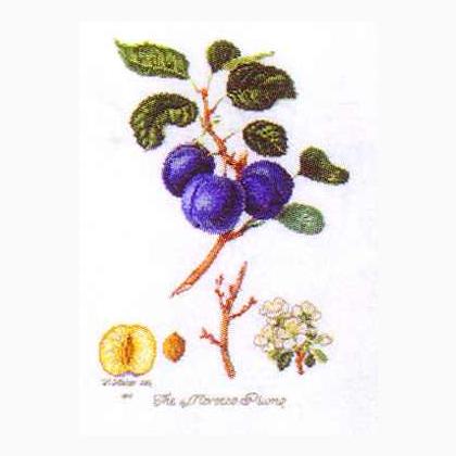 Plum