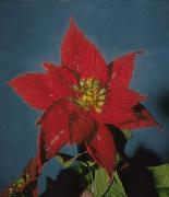 Tige fleurs au crochet: Poinsietta