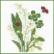 Bouquet de Fleurs: Muguet - Blanc