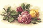 Rose Cuttings