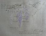 Glycine évanescente