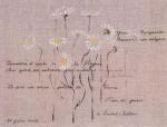 Marguerites de Saint-Suliac
