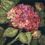 Hydrangea Bloom