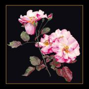 Rosa Leersum - Noir