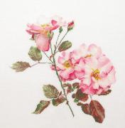 Rosa Leersum - Blanc