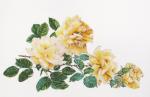 Peace Rose - Blanc