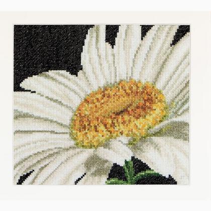 Spring Collection: Marguerite