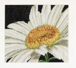 Spring Collection: Marguerite