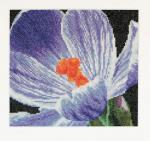 Spring Collection: Crocus