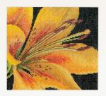 Spring Collection: Lys