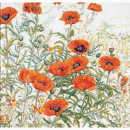 Orange Poppies - blanc