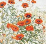 Orange Poppies - blanc